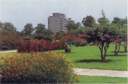 
Bougainvellia Garden